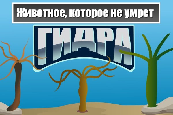Kraken площадка